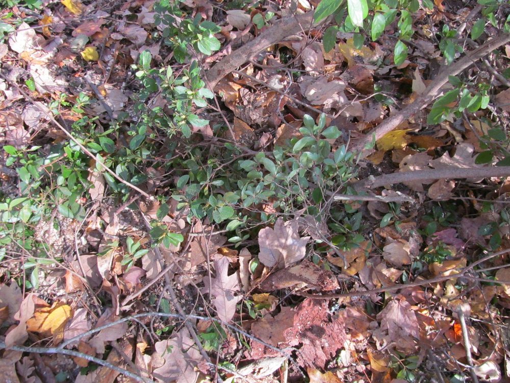 McNeair's Tree Service