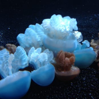 jellies experience at the