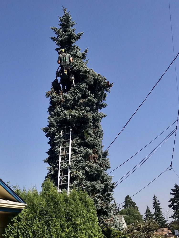 Emerald Tree Service