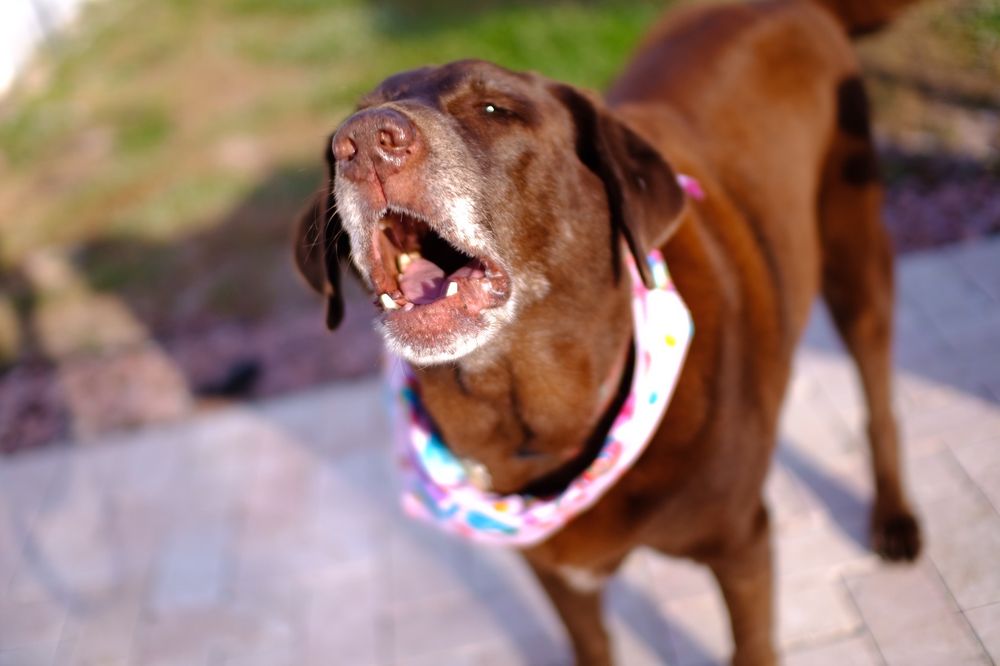 Java Cat & Dog Spa