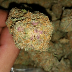 Green Living Solutions Closed Cans Collective Cambrian Photo Of Green Living Solutions San Jose Ca United States Purple Princess