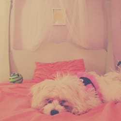 the puppy barn nj puppy barn ii 16 reviews pet stores 2741 route 206 mount nj photos the puppy barn nj puppy barn ii 16 reviews pet stores 2741 route 206 mount nj photos