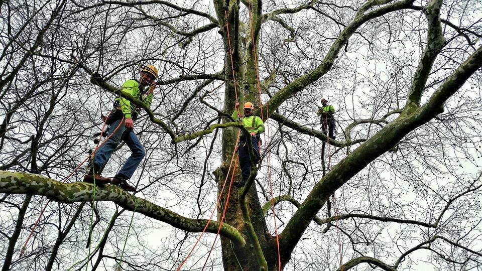 Snell Tree Experts