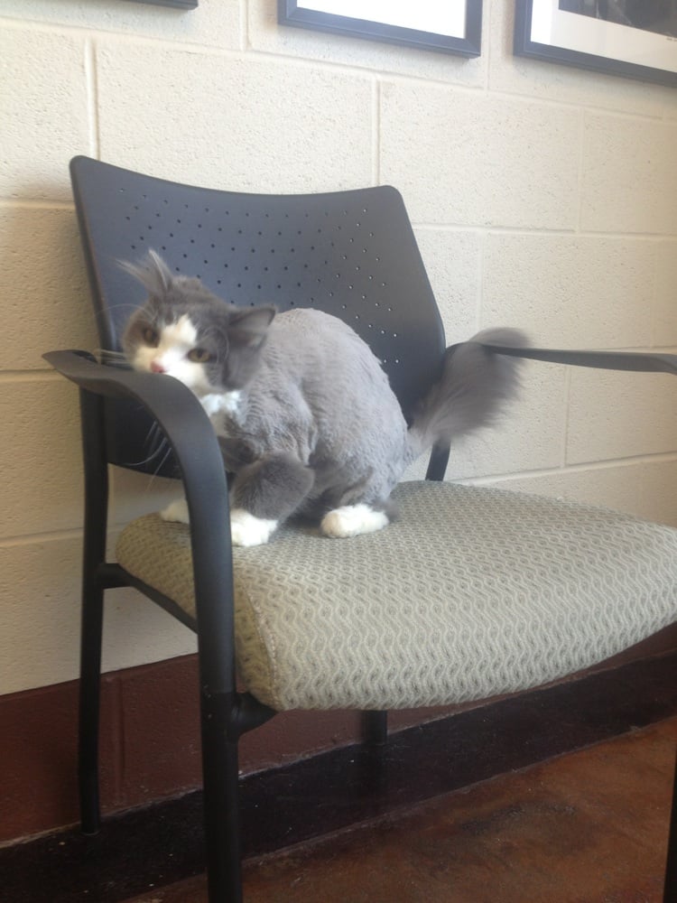 Animal House Adoption Center Pet Services 3516 Newburg Rd