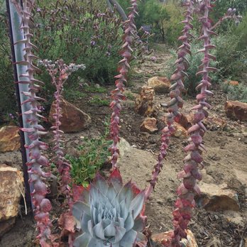 San Diego Botanic Garden - 813 Photos & 284 Reviews - Botanical Gardens