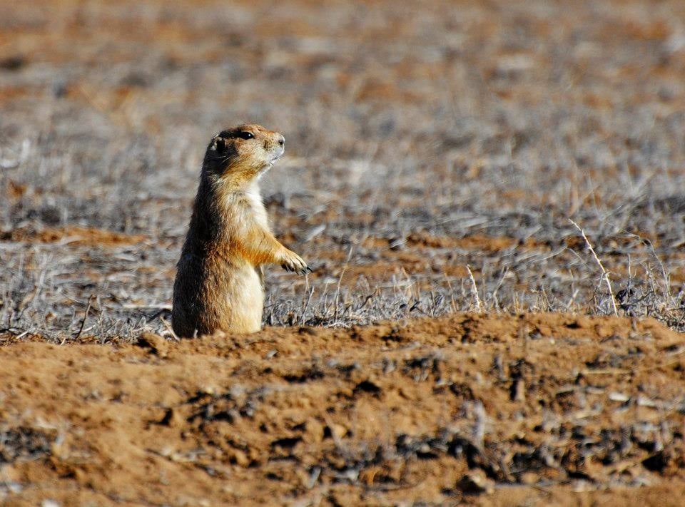 Rocky Mountain Arsenal National Wildlife Refuge 92 Photos & 37