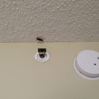 Windsurfer Hotel Hotels 210 N Ocean Blvd Myrtle Beach Sc Photo Of Windsurfer Hotel Myrtle Beach Sc United States Giant Roach