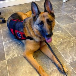 Michigan Dog Training Plymouth Mi Michigan Dog Training Plymouth Mi