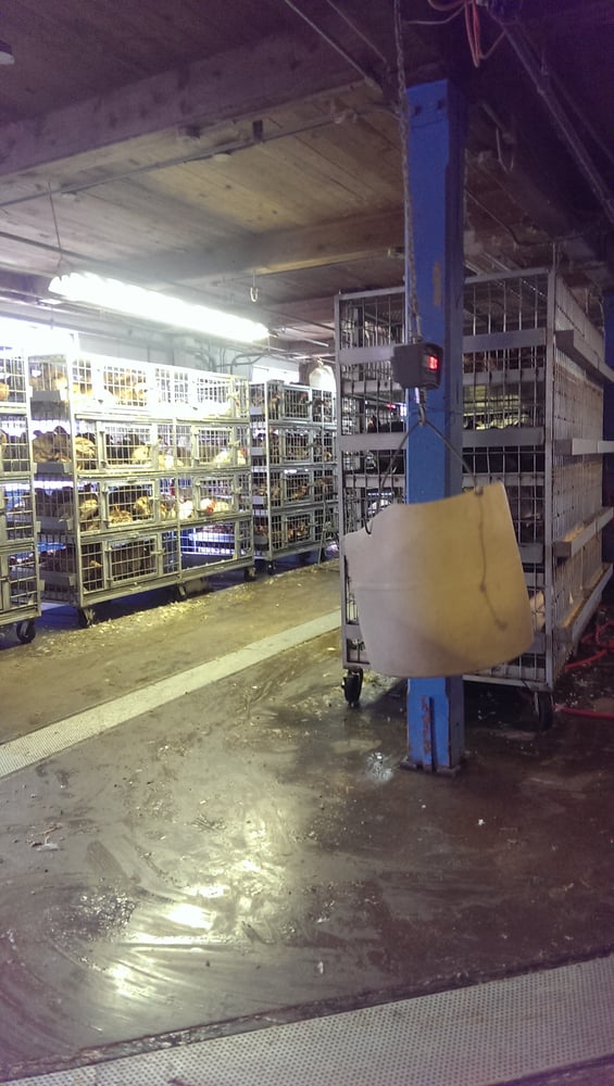 Saba Live Poultry Meat Shops 52 Granby St, Blue Hills, Bloomfield