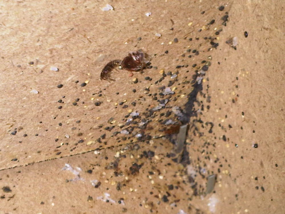Pest Control Long Island City Pest Control Long Island City