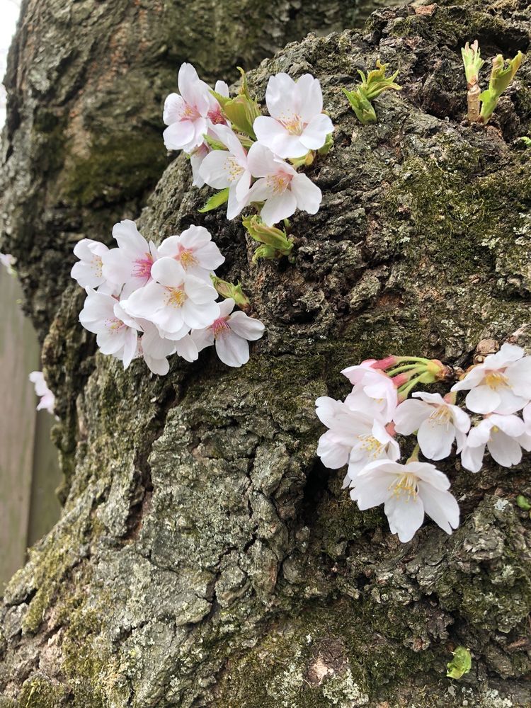 Kenwood Cherry Blossoms