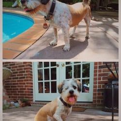 dog grooming houston dog grooming houston