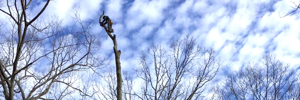Davis Tree Care