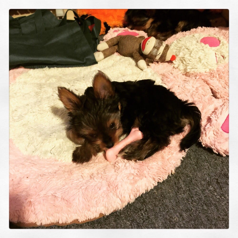 Puppy Land 42 Photos & 64 Reviews Pet Stores 2921 W Olympic Blvd