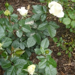 Gartencenter Iserlohn