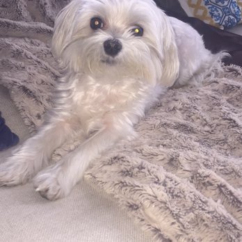 Dog Grooming Hyattsville Md Dog Grooming Hyattsville Md