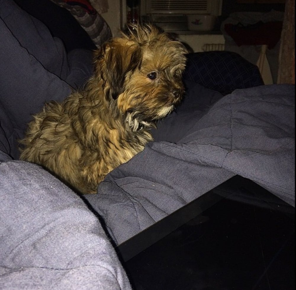 U S Pets 44 Photos & 65 Reviews Pet Stores 3150 Steinway St