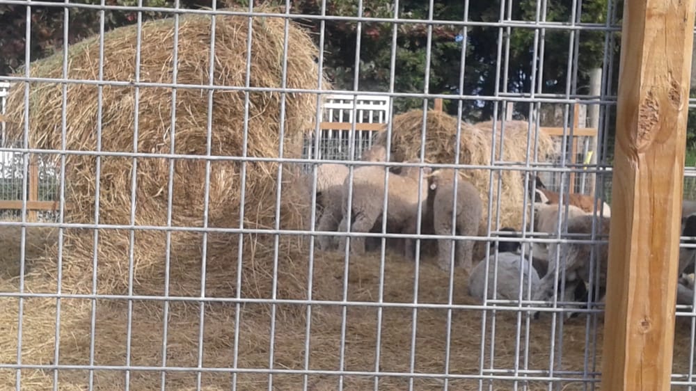 Photos for Matadero Cabrera Mary's Ranch Yelp