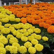 Jim Jenkins Lawn Garden Center Nurseries Gardening 1877 United Photo Of Jim Jenkins Lawn Garden Center Upper Saint Clair Pa