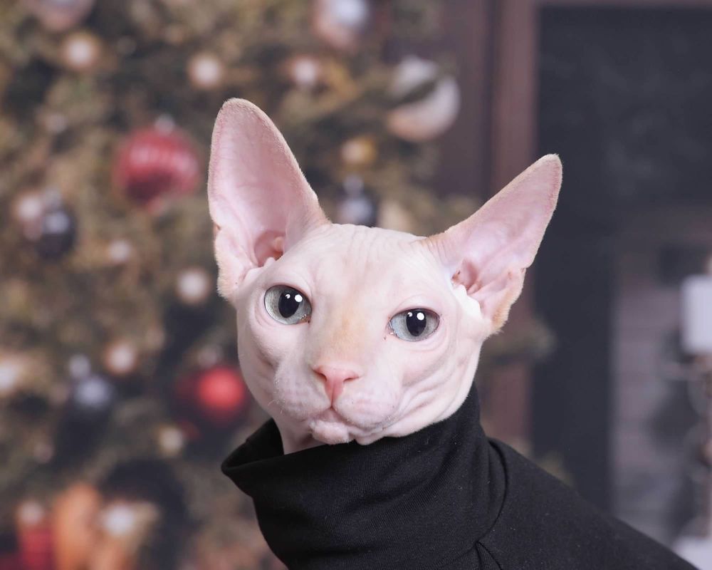 JCPenney Portrait Studio