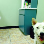 vanguard veterinary associates 50