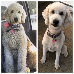 vca rose hill animal hospital