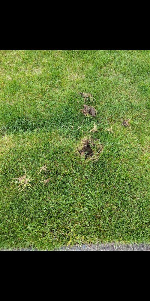 Jimmy's Lawn Sprinkler Services
