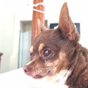 front street animal shelter 14 reviews animal shelters 2127 sac shelter