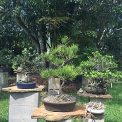Dragon Tree Bonsai Nurseries Gardening 3663 Sw Honey Ter Palm Photo Of Dragon Tree Bonsai Palm City Fl United States Nice Pine