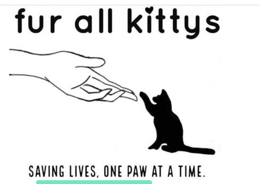 Fur all kittys