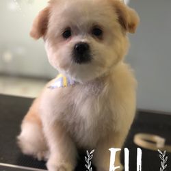 cyndi's pampered pets