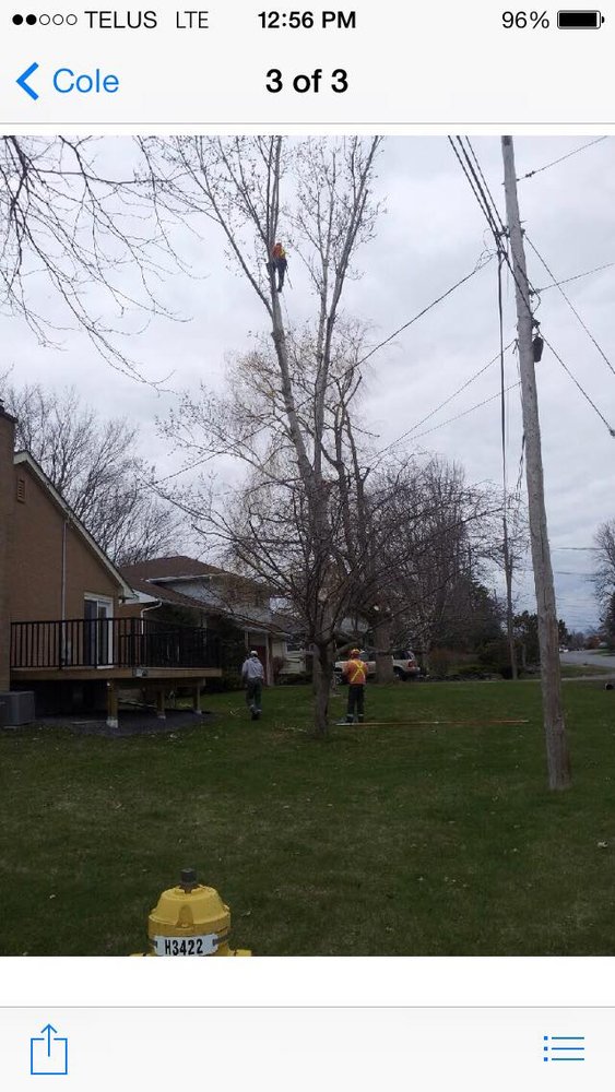Ivan's Tree Service