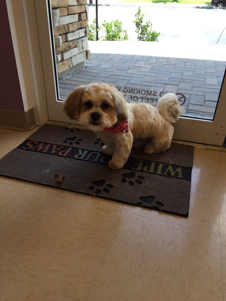 Furry Tails Pet Grooming 2 17 Photos Pet Groomers 2501 Trafalgar