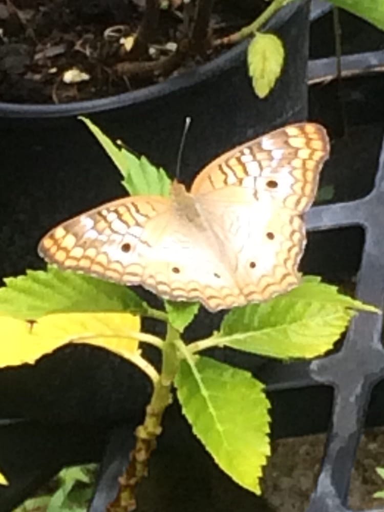 Florida Native Plants Nursery & Landscaping 16 Photos Nurseries