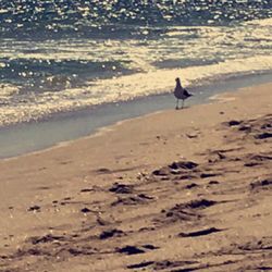 Ebb Tide Resort 37 Photos Hotels 300 Briny Ave Pompano Beach Photo Of Ebb Tide Resort Pompano Beach Fl United States Calm