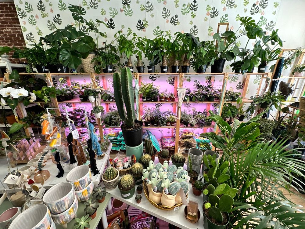 The Curious Plantaholic