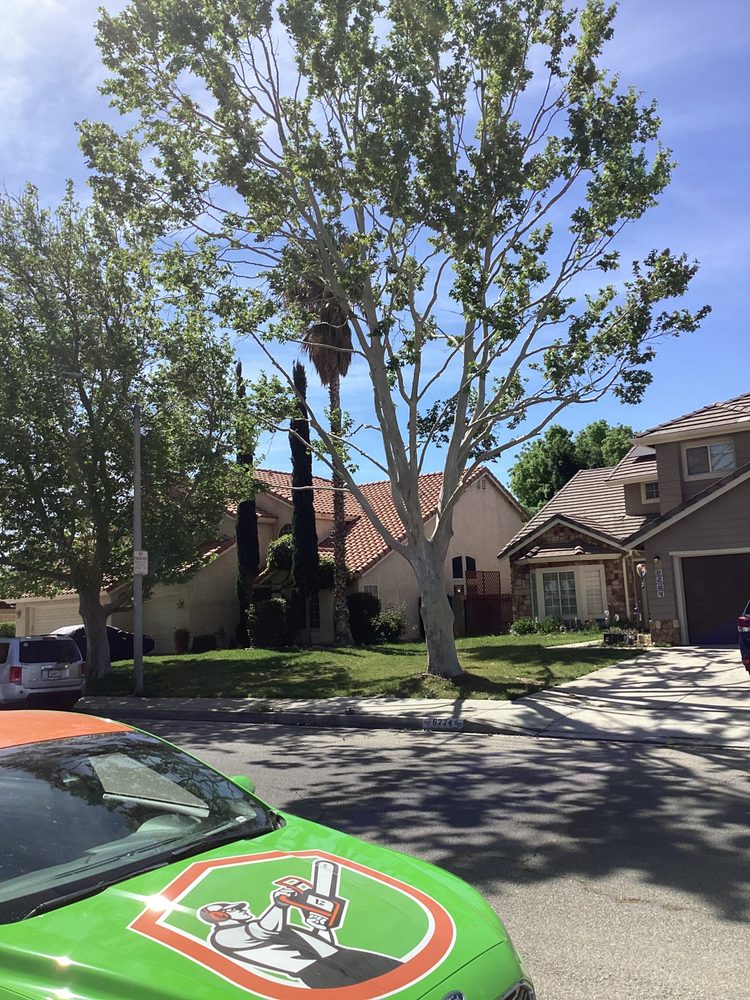 Chads Chippers Tree Service