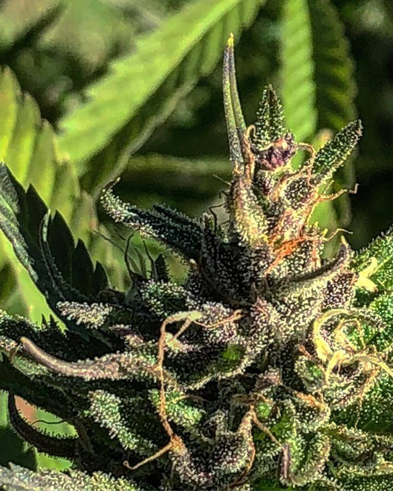 East Tennessee Hemp Company