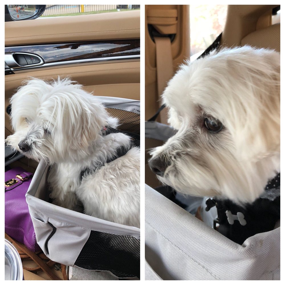 caucasian shepherd puppies for sale price