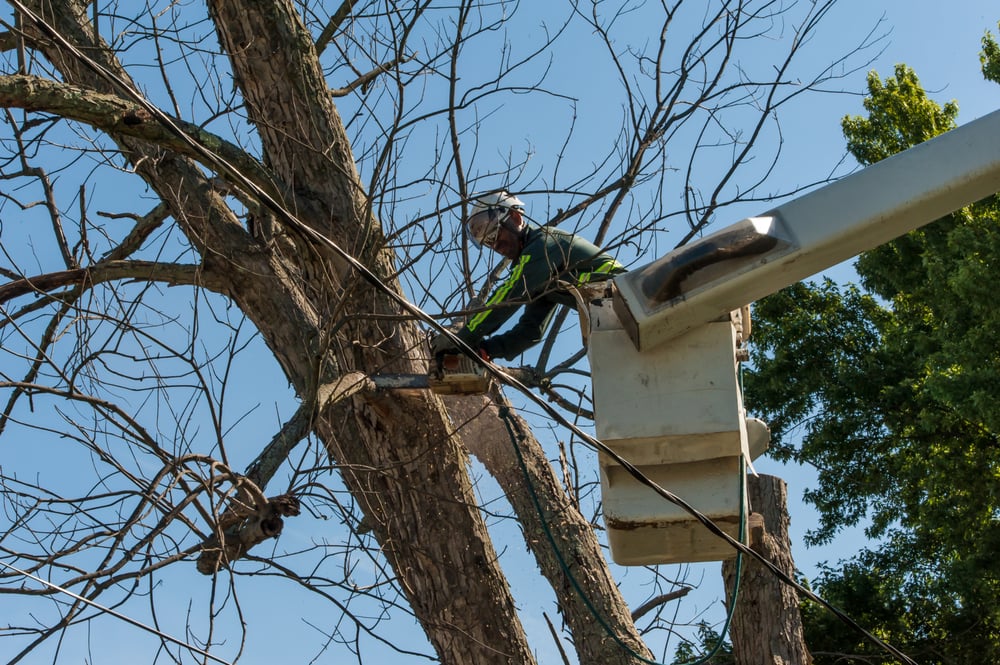 Jewel Landscaping & Tree Service