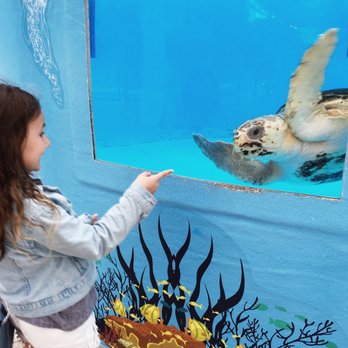 Loggerhead Marinelife Center 406 Photos 112 Reviews Community Photo Of Loggerhead Marinelife Center Juno Beach Fl United States So Sweet