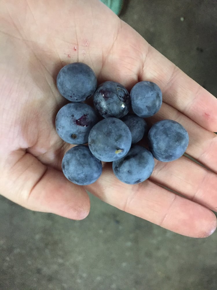Echo Springs Blueberry Farm 33 Photos CSA 7235 Fm 607 N