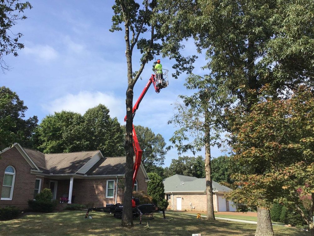 Monster Tree Service of Knoxville