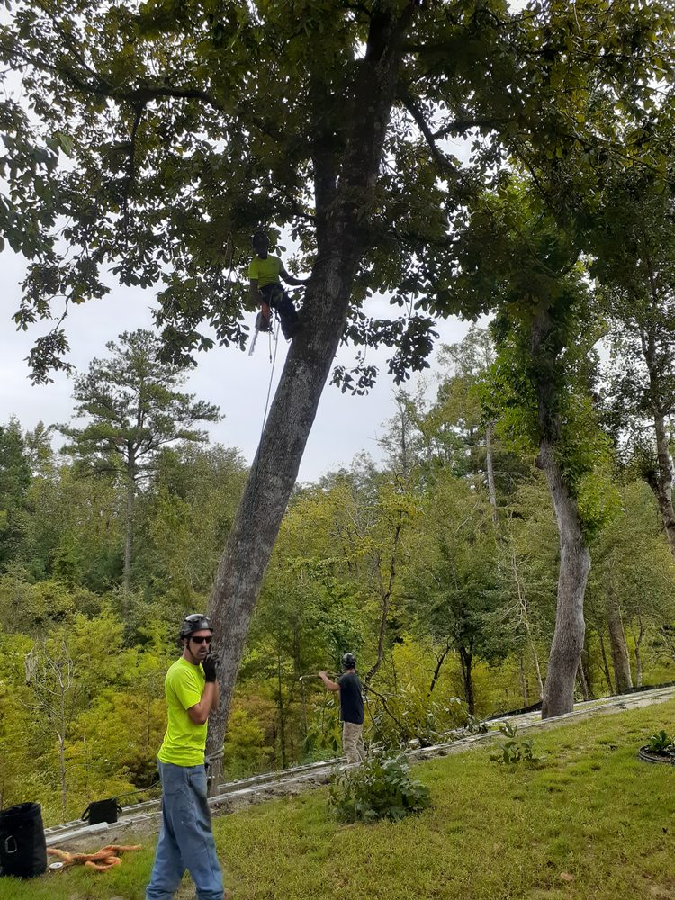 Arborvet Tree Care