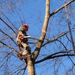 Tree Service Williston  Photo of Florida Tree Service - Williston, FL, United States. Just hanging out