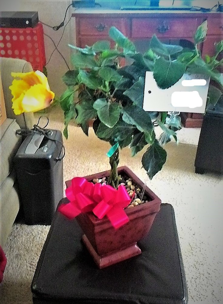 Kinzels Flower Shop