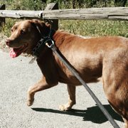 Redwood City Dog Friendly Parks Redwood City Dog Friendly Parks