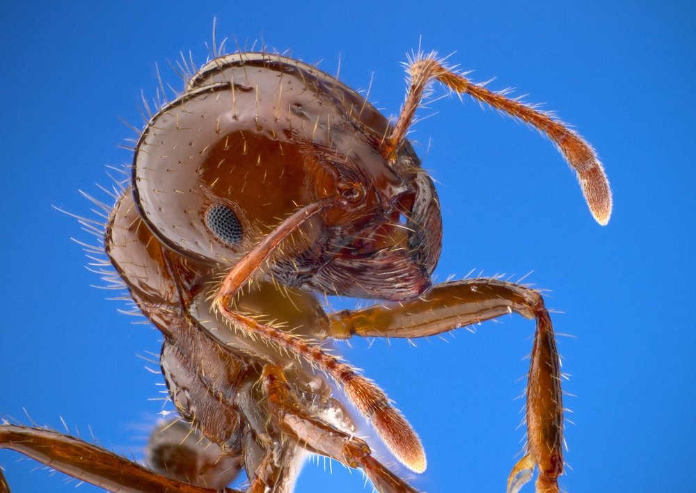 Certified Termite & Pest Services