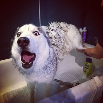 Rub A Dub Dog