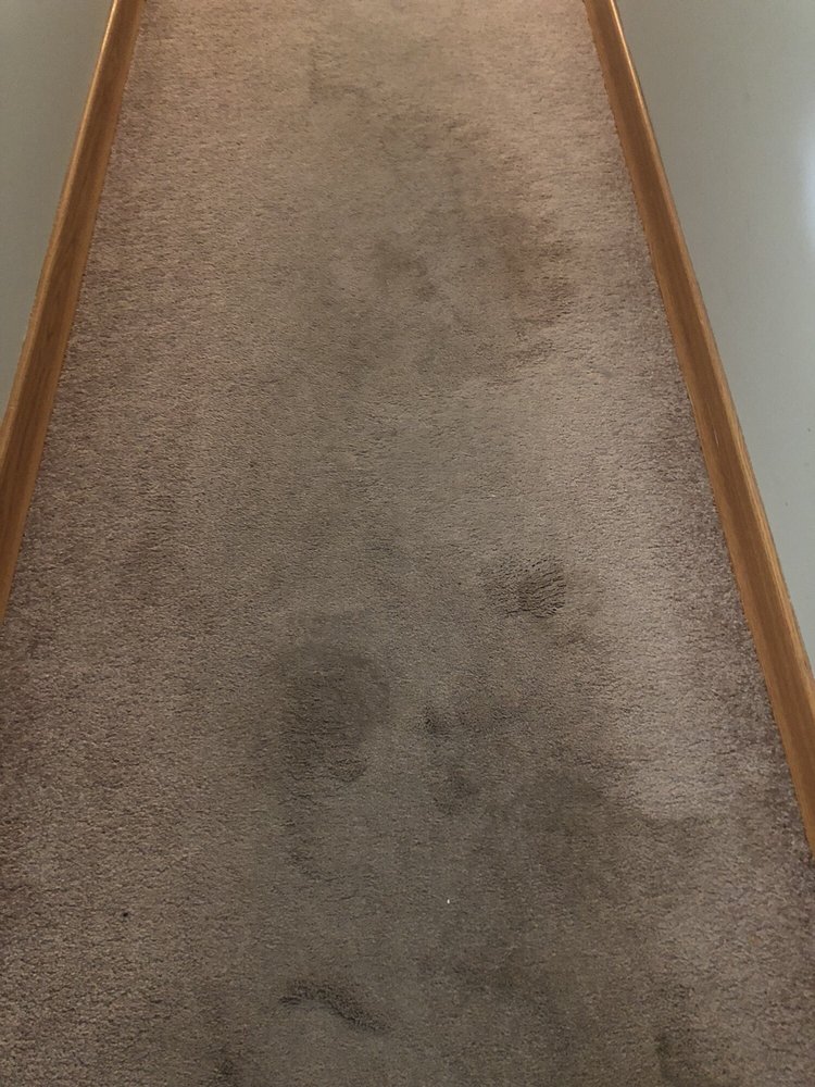 Pro-Tech Carpet Cleaning
